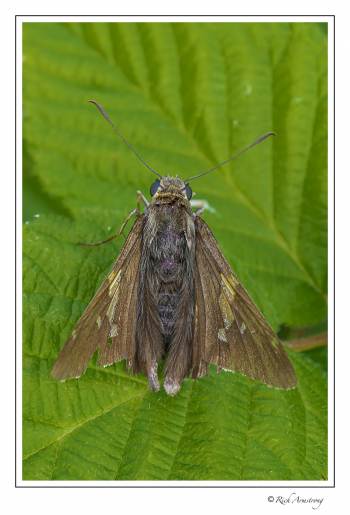 moth 1.jpg